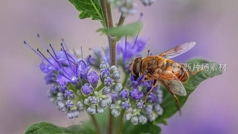 粘纹蛾(e)，顽强纹蛾(Eristalis tenax)，普通无人机蝇。